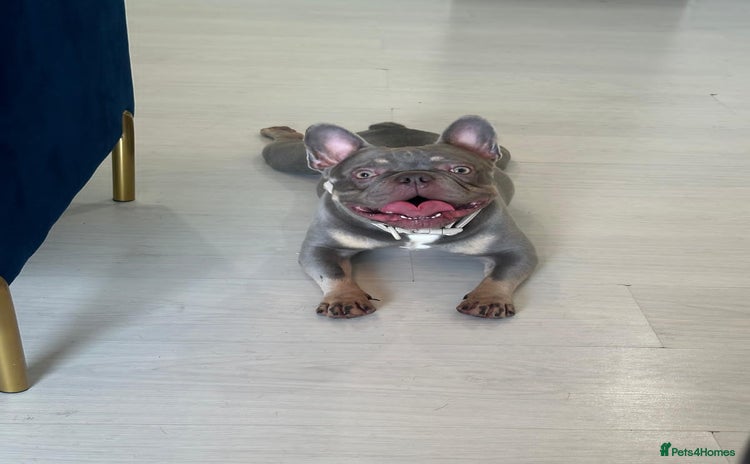 French Bulldog dogs - Advert 1