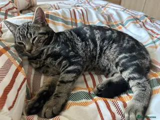 Domestic Shorthair cats Simba looking for new parents - Advert 1