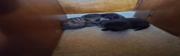 Mixed Breed cats for sale: 4 bengal cross kittens  - Advert 11