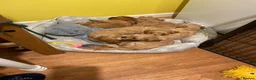Cavapoo dogs for sale: Beautiful Golden cavapoo puppies - Advert 29