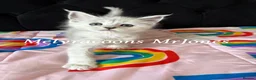 Maine Coon cats for sale: ⭐Mainecoon kittens-Champion lines⭐  - Advert 8