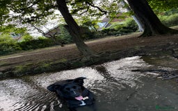 Border Collie dogs for sale: Border collie  - Image 37