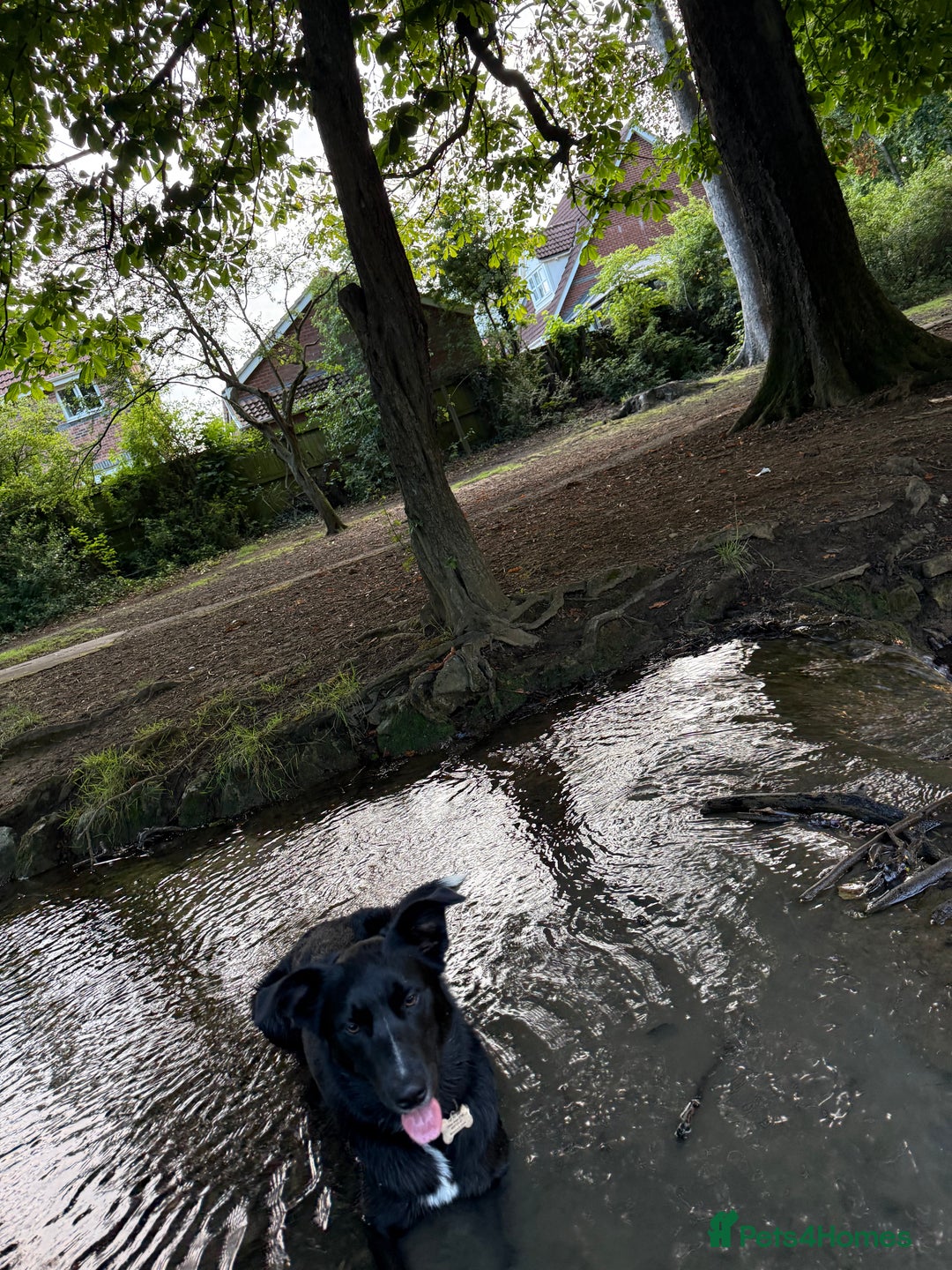 Border Collie dogs for sale: Border collie  - Image 37