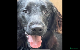 Flat coated Retriever dogs for sale: Female flat coat Retreiver  - Advert 2