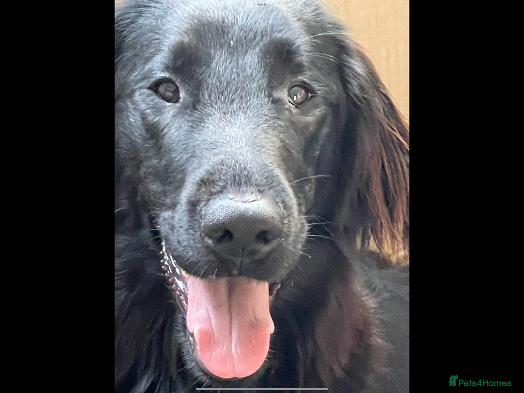 Flat coated Retriever dogs for sale: Female flat coat Retreiver  - Advert 2