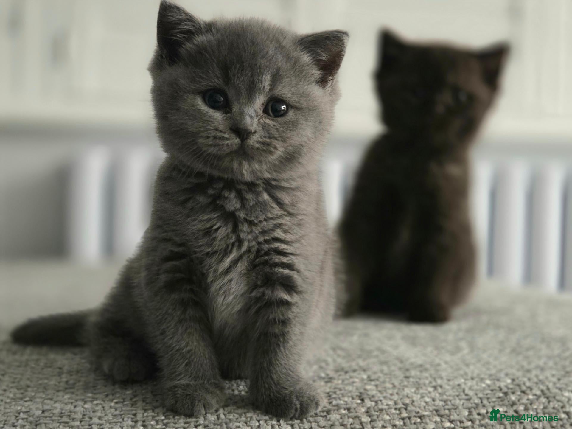 British Shorthair cats Gorgeous British Shorthair kittens Cute & Adorable - Advert 2