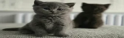 British Shorthair cats for sale: Gorgeous British Shorthair kittens Cute & Adorable - Advert 1