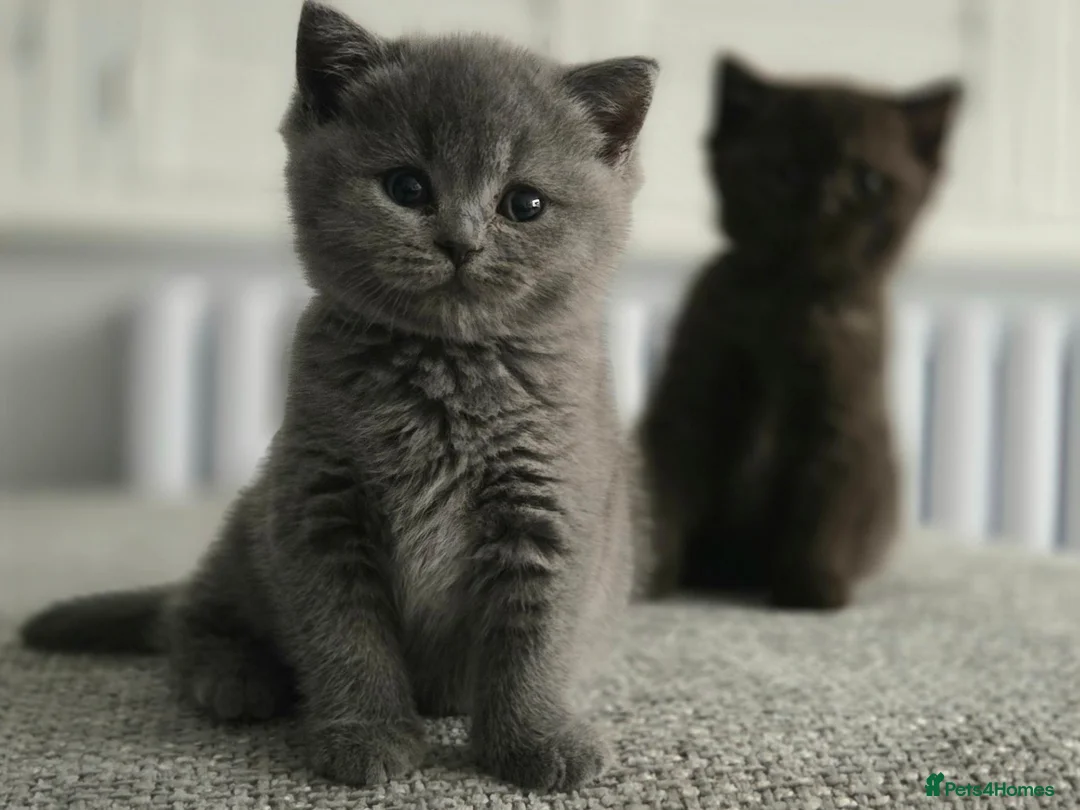 British Shorthair cats for sale: Gorgeous British Shorthair kittens Cute & Adorable - Advert 1