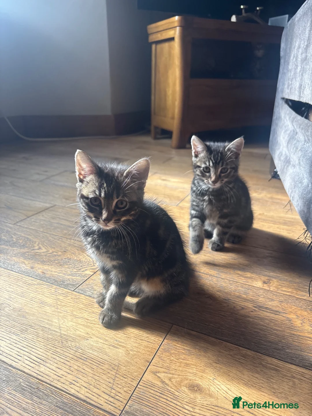 Mixed Breed cats for sale: 2 Beautiful Little Girls For Sale  in Crediton - Advert 2