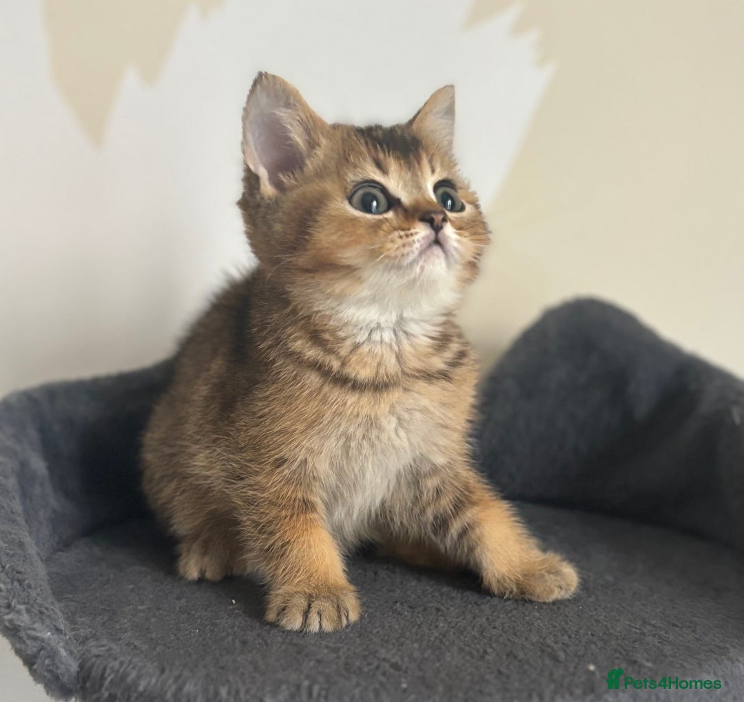 British Shorthair cats for sale: Ready to go BS kittens  - Image 33