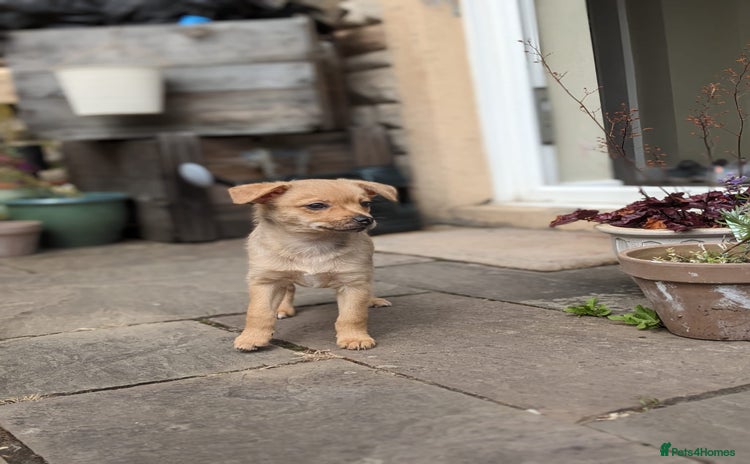 Chihuahua dogs - Advert 11