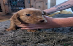 Cocker Spaniel dogs for sale: Golden cocker spaniel - Image 7