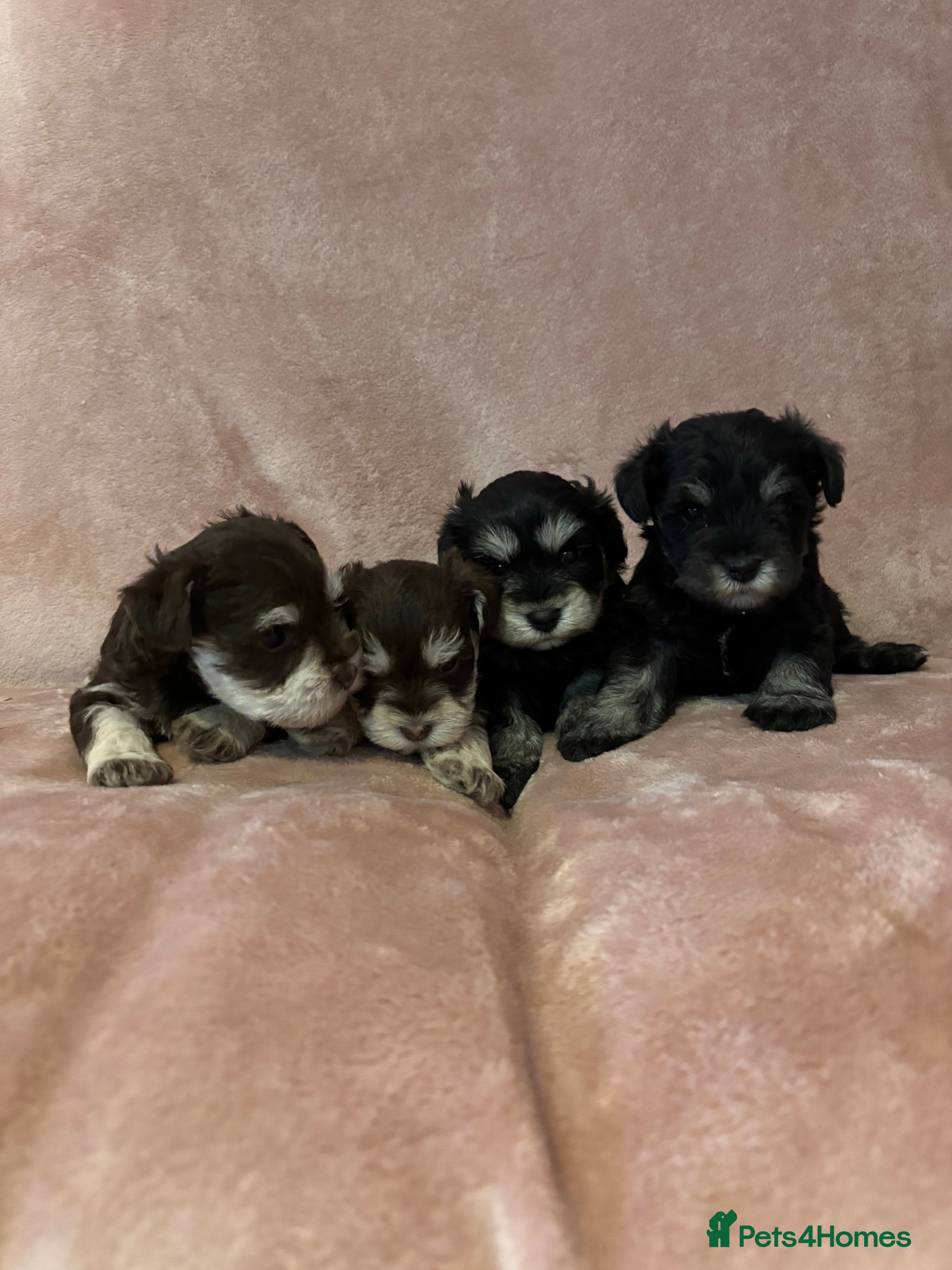 Miniature Schnauzer dogs 💕 stunning miniature schnauzer puppies💕 - Advert 4