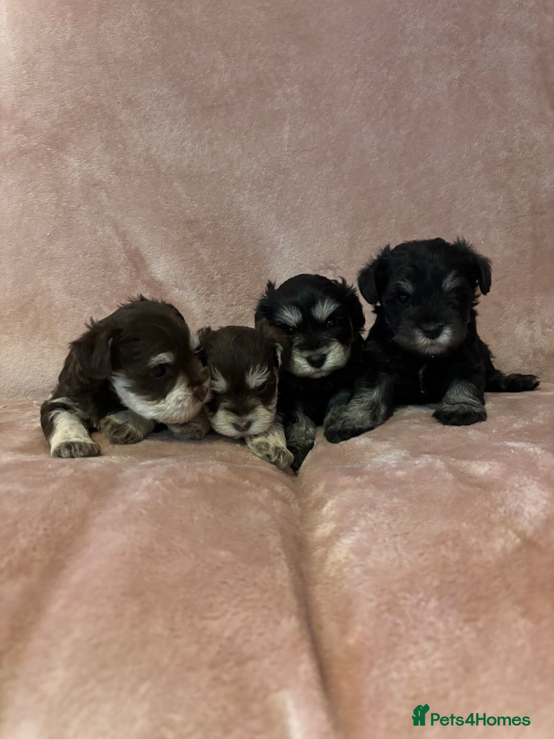 Miniature Schnauzer dogs for sale: 💕 stunning miniature schnauzer puppies💕 - Advert 1