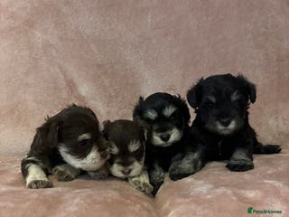Miniature Schnauzer dogs 💕 stunning miniature schnauzer puppies💕 - Advert 7