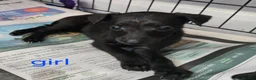 Whippet dogs for sale: Kc whippets for sale one black female left  - Advert 9