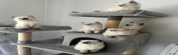 Ragdoll cats for sale: Ethically-raised GCCF seal colourpoint ragdoll   - Advert 2