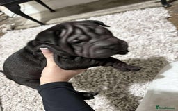 Shar Pei dogs for sale: Bone mouth sharpies  - Image 2