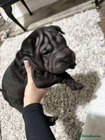 Shar Pei dogs Bone mouth sharpies - Advert 1