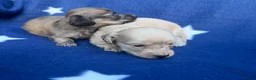 Miniature Dachshund dogs for sale: KC reg English Cream mini Dachshund puppies  - Advert 7