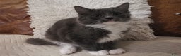 Domestic Shorthair cats for sale: Kittens for sale urgent - Advert 11