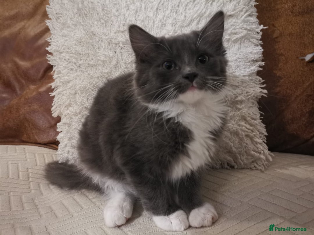 Domestic Shorthair cats for sale: Kittens for sale urgent - Advert 11