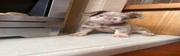 French Bulldog dogs for sale: French bull dog puppies in Manchester - Advert 12