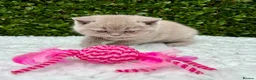 British Shorthair cats for sale: British Shorthair Kittens - GCCF - Advert 4