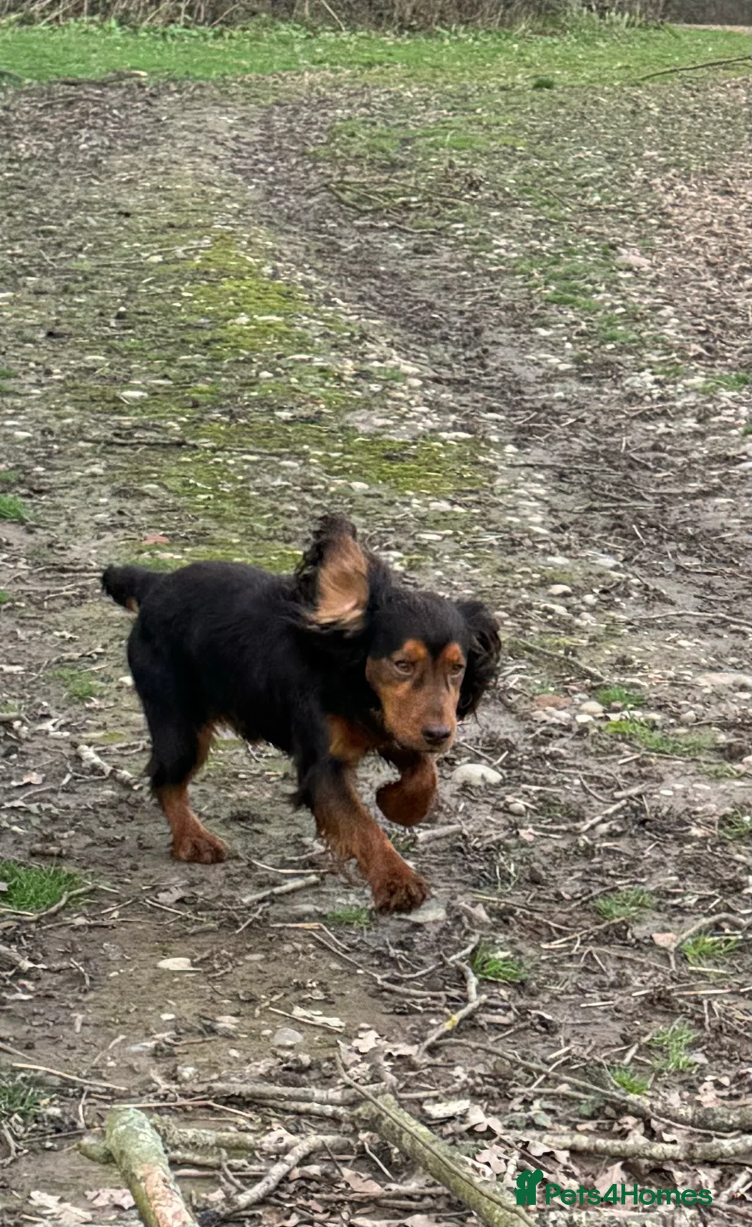 Cocker Spaniel dogs for stud: Stunning Chocolate & Tan Cocker Proven Stud in Burton-on-Trent - Advert 10