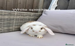 Mini Lop rabbits for sale: Beautiful baby mini lop rabbits  - Image 9