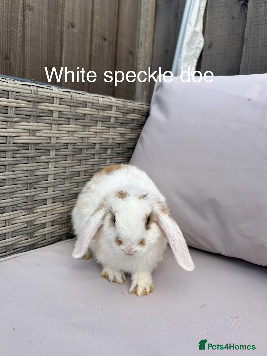 Mini Lop rabbits for sale: Beautiful baby mini lop rabbits  - Image 9