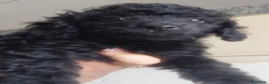 Jackapoo 4