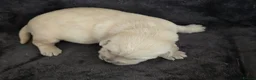 Goldador dogs for sale: 🐾 Beautiful Goldador Puppies Raised with Love 🐶 in Coventry - Advert 9