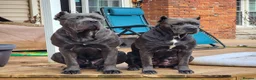 Cane Corso dogs for sale: Cane corso femele puppy  - Advert 2