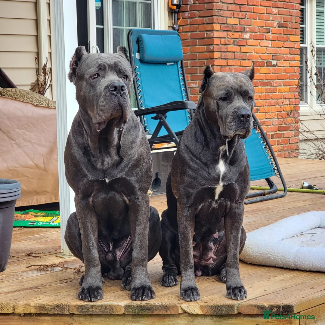 Cane Corso dogs for sale: Cane corso femele puppy  - Advert 2