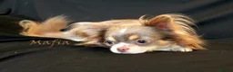 Chihuahua dogs for stud: Lilac and tan Russian import stud dog DNA tested in Rotherham - Advert 6