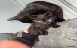 Mixed Breed cats for sale: 3 female kittens for sale  - Image 4