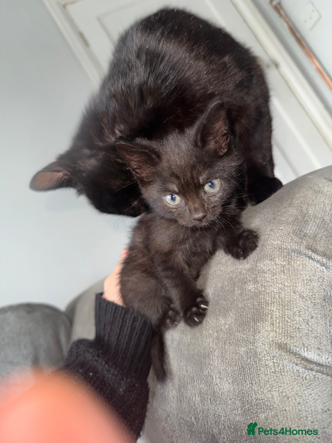 Mixed Breed cats for sale: 3 female kittens for sale  - Image 4