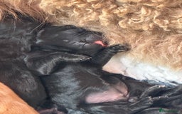 Goldendoodle dogs for sale: Gorgeous Goldendoodle Puppies - Image 8