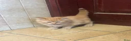 Mixed Breed cats for sale: Beautiful long haired kittens  - Advert 5
