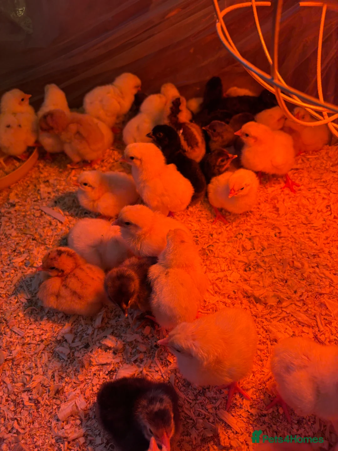 Mixed Breed poultry for sale: 40x 1 Day old Chicks in Leeds - Advert 2