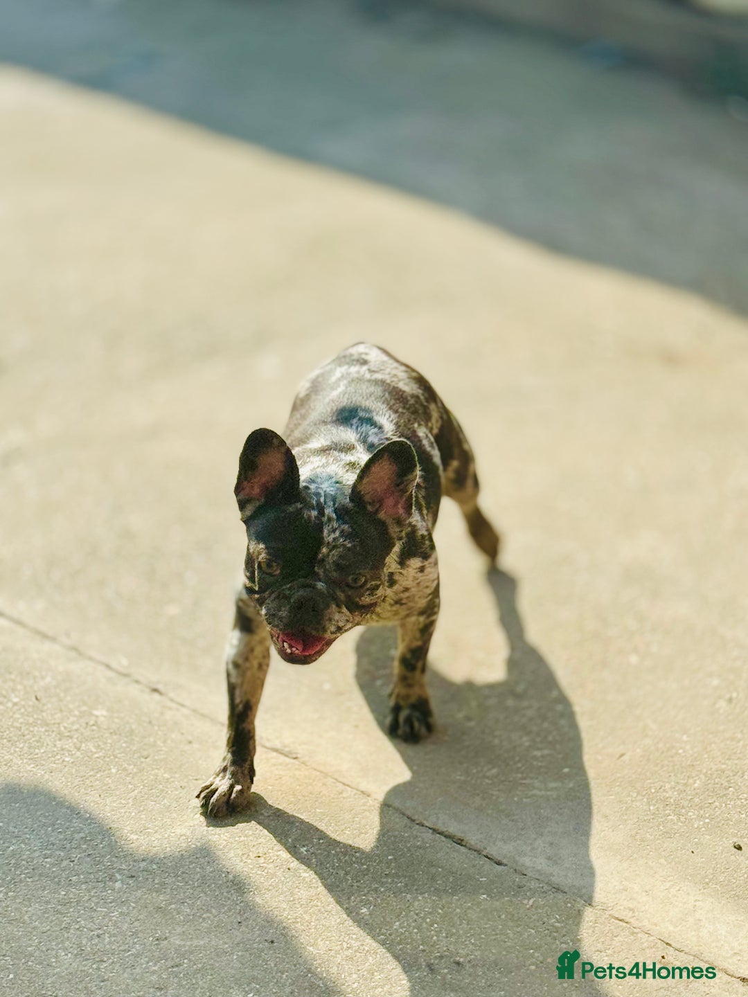 French Bulldog dogs for sale: French bulldogs - Image 36
