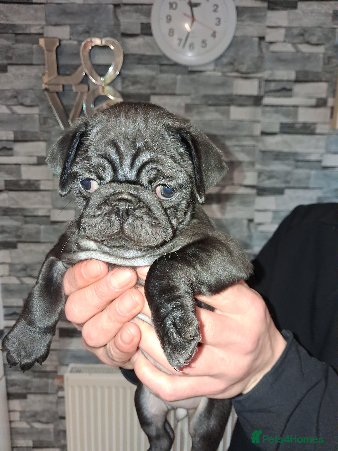 Pug dogs for sale: 5 adorable pug puppies for sale  - Advert 34