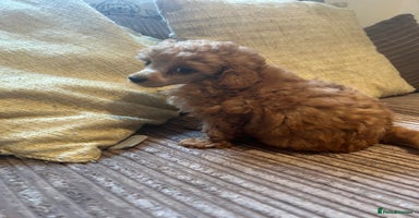 Miniature Poodle dogs - Advert 1