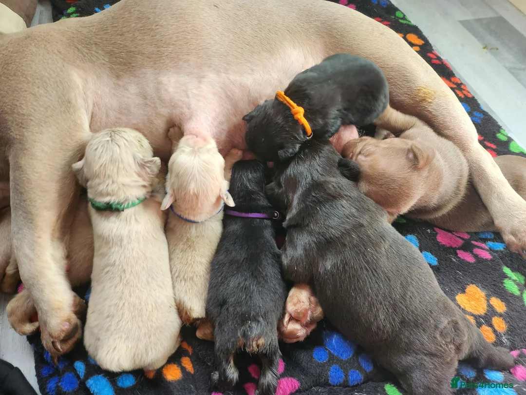 French Bulldog dogs for sale: Beautiful Rare Fluffy French Bulldogs  - Advert 1