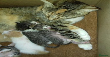 Mixed Breed cats - Advert 10