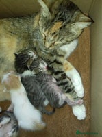 Mixed Breed cats - Advert 10