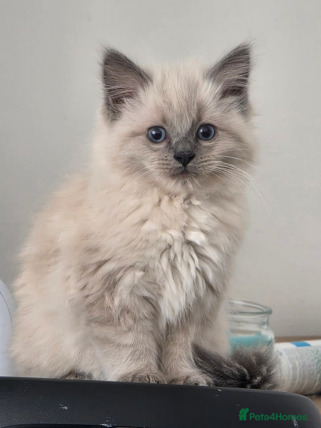 Ragdoll cats for sale: Two Beautiful Ragdoll Female  - Image 1