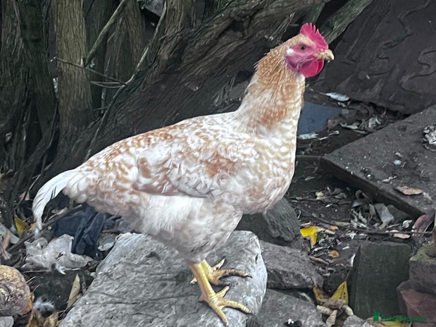 Chickens poultry - Advert 2