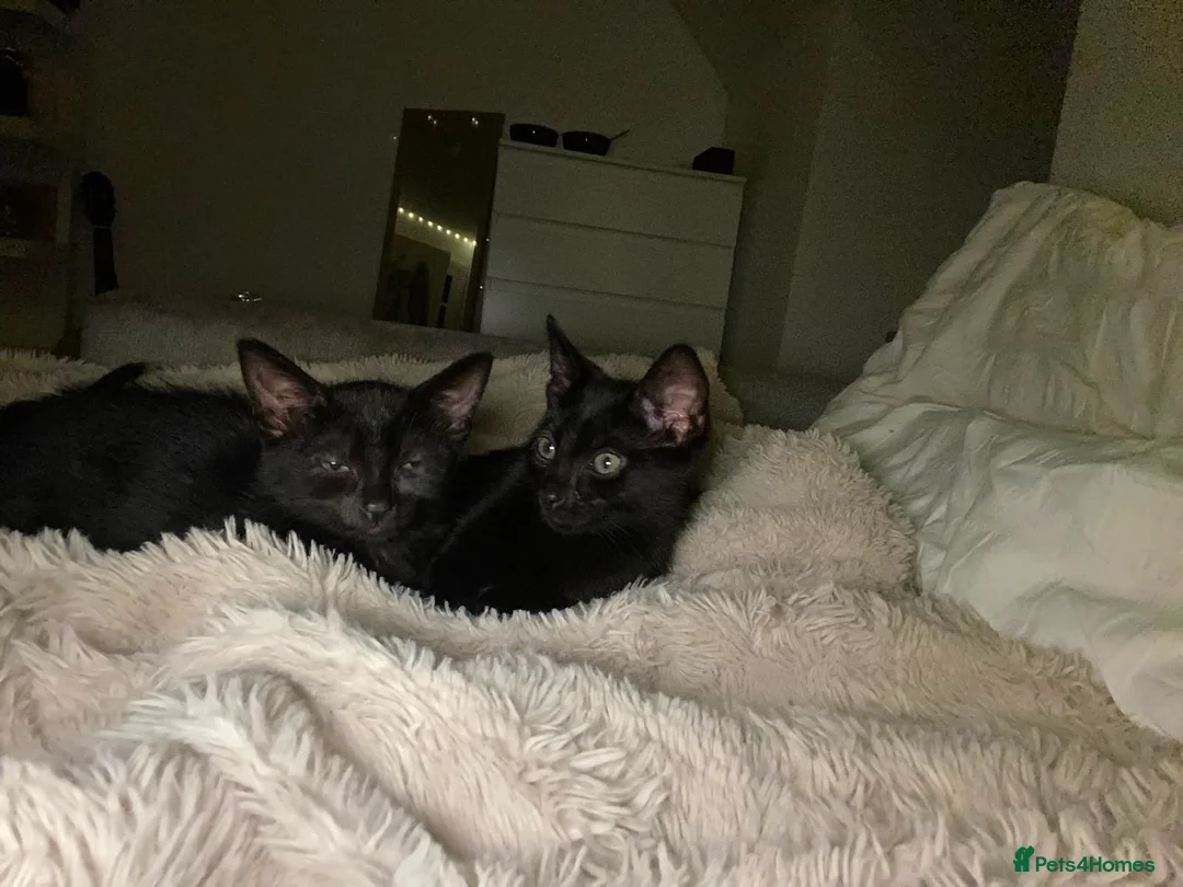 Mixed Breed cats for sale: 2 beautifull half russian blue kittens for sale. - Advert 2